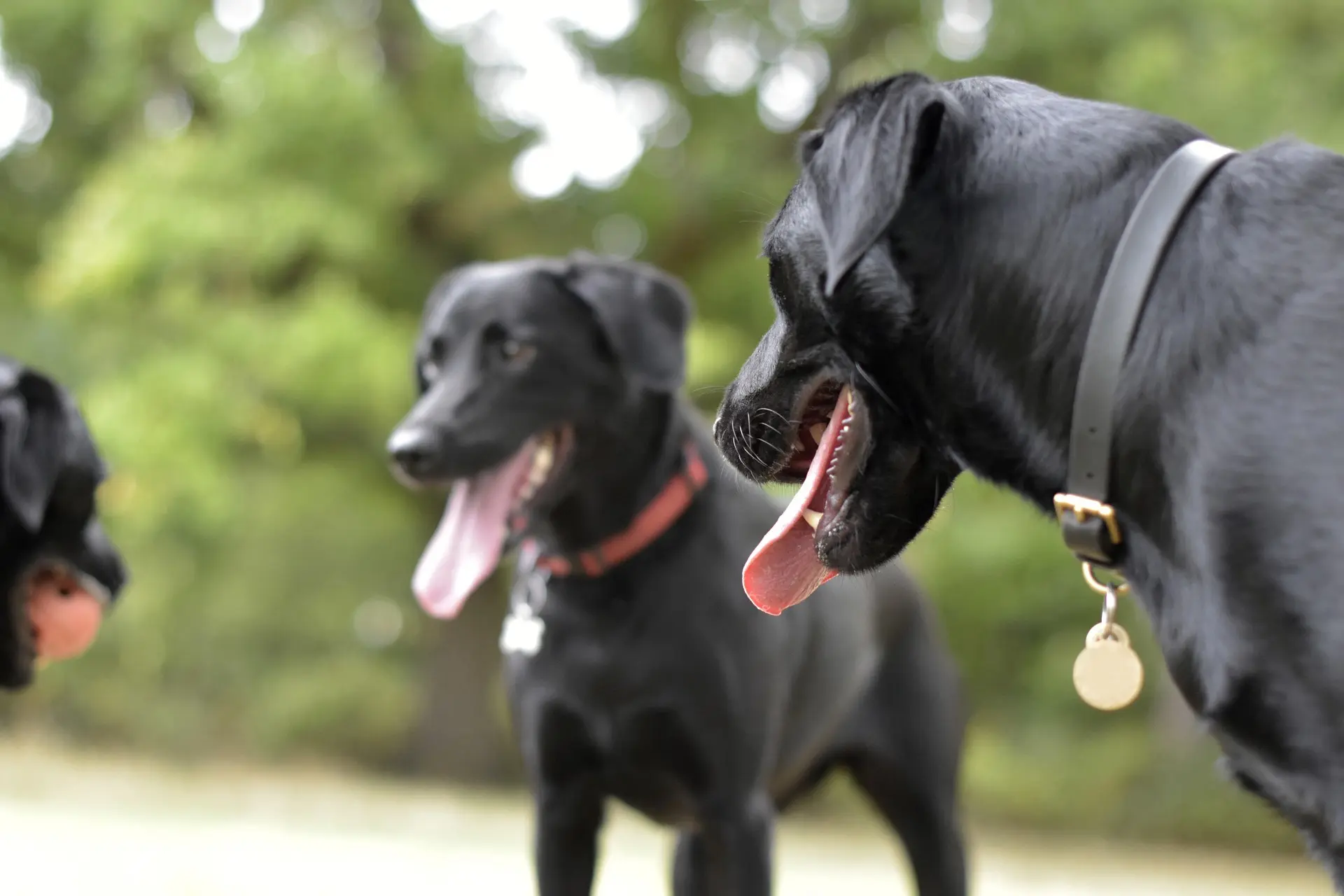 colored puppy collars
